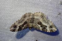 Epirrhoe alternata