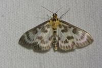 Anania hortulata