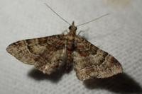 Gymnoscelis rufifasciata