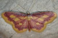 Idaea muricata