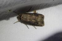 Agrotis ipsilon