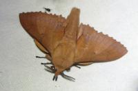 Gastropacha quercifolia