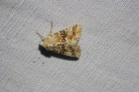 Eremobia ochroleuca