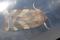 Noctua fimbriata