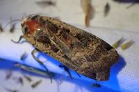 Noctua pronuba
