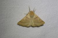 Crocallis elinguaria