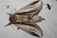 Pheosia tremula