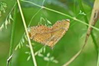 Camptogramma bilineata