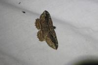 Philereme transversata