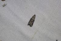 Acrobasis consociella