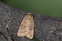 Hoplodrina alsinides