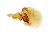 Hoplodrina alsinides