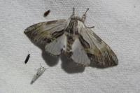 Harpyia milhauseri