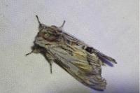 Harpyia milhauseri