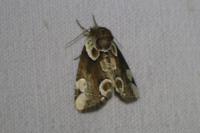 Thyatira batis