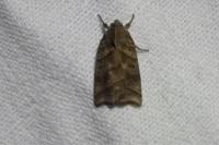 Ipimorpha retusa