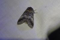 Drymonia querna