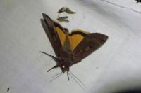 Noctua pronuba