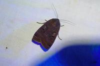 Noctua pronuba