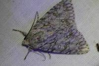 Acronicta aceris