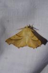 Ennomos fuscantaria