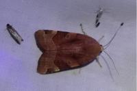 Noctua fimbriata