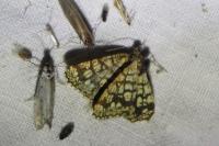 Chiasmia clathrata