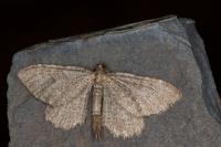 Philereme vetulata