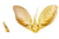 Philereme vetulata