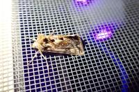Autographa jota