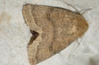 Hoplodrina octogenaria/blanda