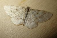 Hydrelia sylvata