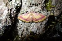 Idaea muricata