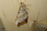 Macaria alternata