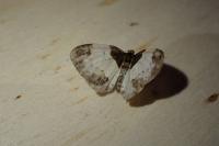 Mesoleuca albicillata