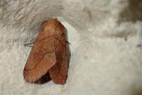 Mythimna turca