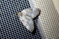 Ochropacha duplaris