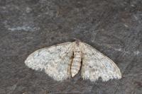 Idaea typicata