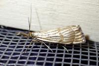 Chrysocrambus linetella