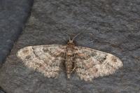 Gymnoscelis rufifasciata
