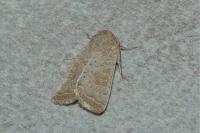 Hoplodrina ambigua