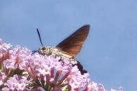 Macroglossum stellatarum