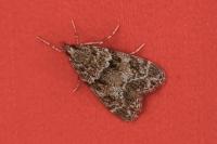 Eudonia mercurella