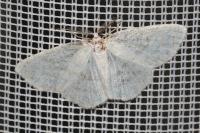 Cabera exanthemata