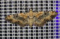 Eupithecia pulchellata