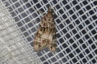 Eudonia mercurella