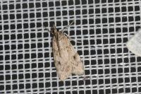 Scoparia