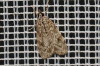 Scoparia
