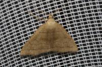 Herminia tarsicrinalis