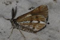 Bupalus piniaria